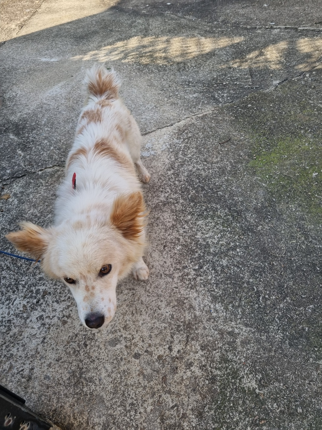 부안군 동물보호센터_445479202501192